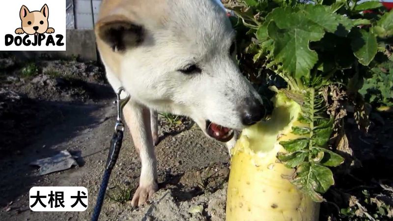 大根 犬