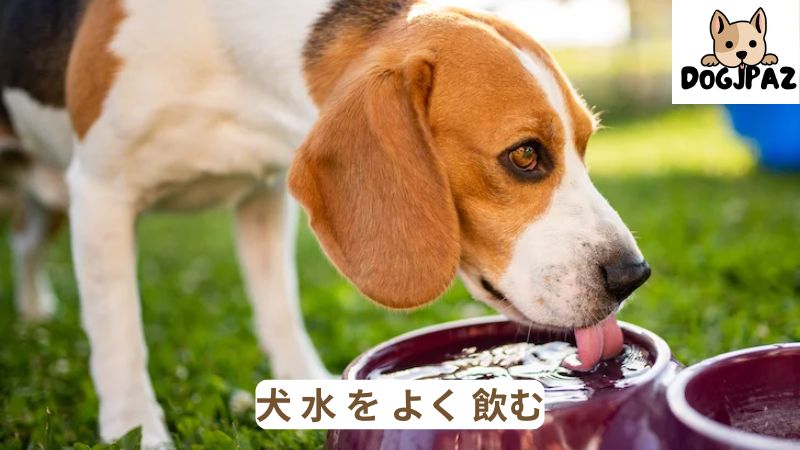 犬 水 を よく 飲む