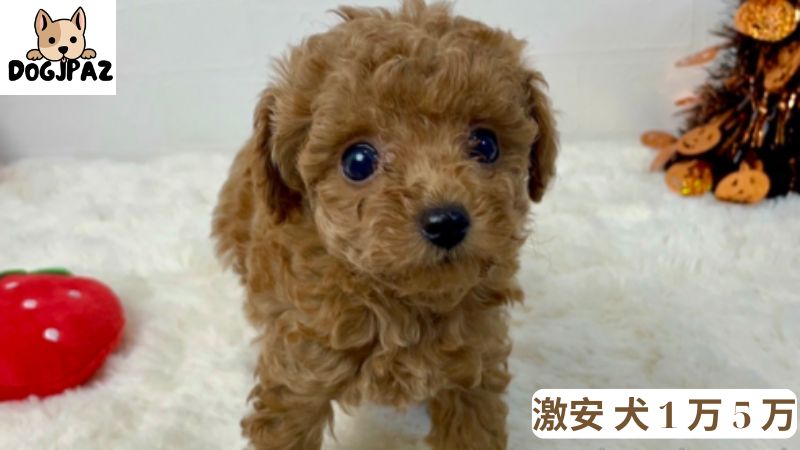 激安 犬 1 万 5 万