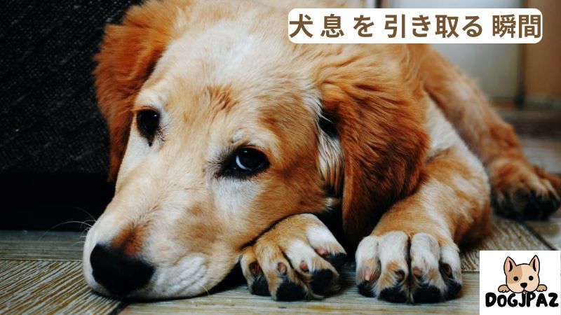 犬 息 を 引き取る 瞬間